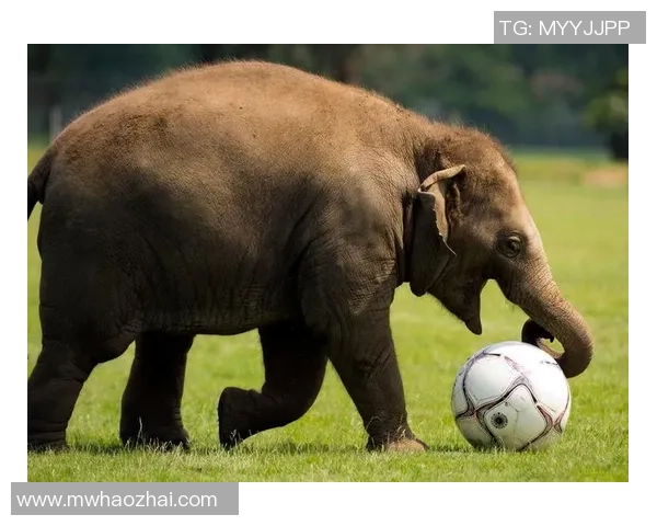 大力王足球球星的成长轨迹与足球技艺全面解析